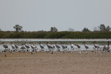 Flock Of Pelicans On The Estuary. Bessarabia, Ukraine