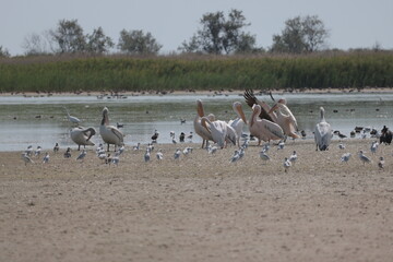 Flock Of Pelicans On The Estuary. Bessarabia, Ukraine