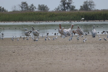 Flock Of Pelicans On The Estuary. Bessarabia, Ukraine