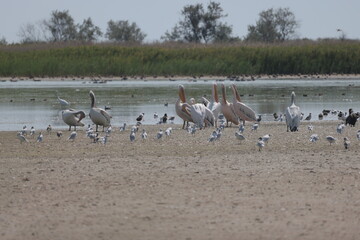 Flock Of Pelicans On The Estuary. Bessarabia, Ukraine