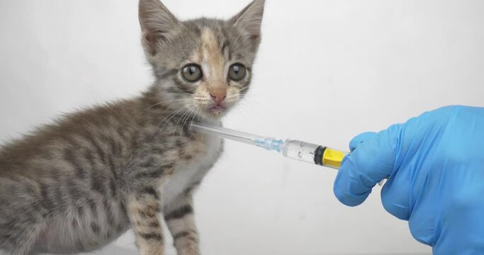 veterinarian with a syringe plays with a small gray kitten, the little cat is afraid of an injection and fights off the doctor with its paws.