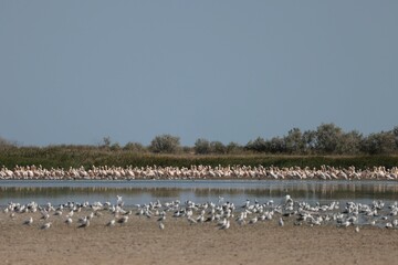 Flock Of Pelicans On The Estuary. Bessarabia, Ukraine
