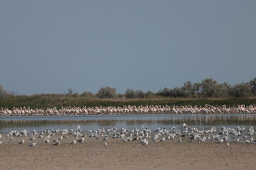 Fototapeta na wymiar Flock Of Pelicans On The Estuary. Bessarabia, Ukraine