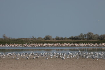 Flock Of Pelicans On The Estuary. Bessarabia, Ukraine