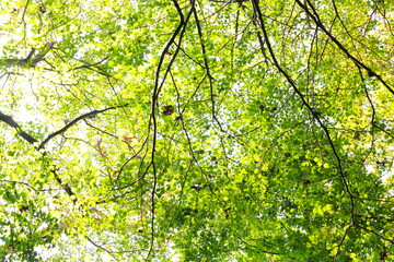 新緑と太陽の木漏れ日森林浴