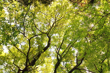 新緑と太陽の木漏れ日森林浴