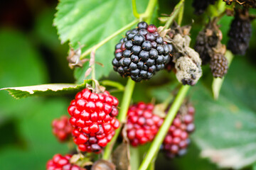 Black and red blackberry fruit in nature