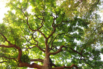 新緑と太陽の木漏れ日森林浴