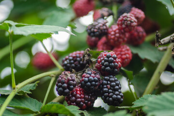 Blackberry plant with berries and green leaves in the garden and on the field.