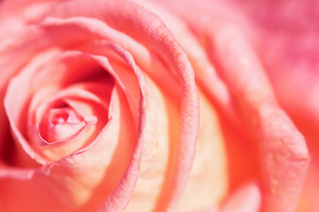 pink rose close-up, petal texture, abstraction