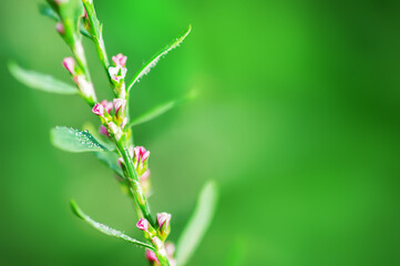 pink flower spore plant on a natural background,