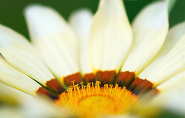 yellow flower Gazania close up, natural background