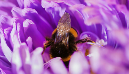 Closeup of a  bumblebee feeding nectar of blue flower aster