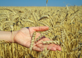 Fototapeta na wymiar The ears of wheat on a human palm