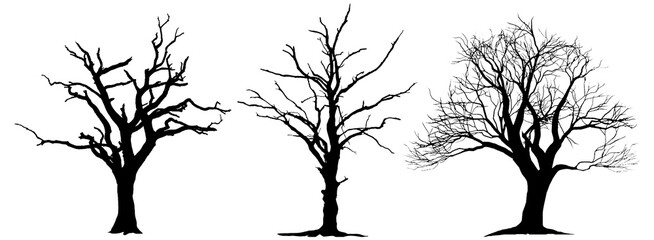 Large leafless hardwood trees are seen silhouetted on a white background in a isolated transparent illustration.