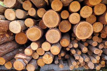 A closeup shot of wood logs stacked in a pile, pine logs of various sizes, background texture
