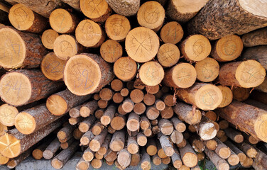 Fototapeta premium A closeup shot of wood logs stacked in a pile, pine logs of various sizes, background texture