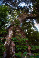 Fototapeta premium big and tall green tree in first plane with nadir view in boca de tomatlan puerto vallarta jalisco 