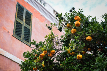 Orange and lime fruit grow in the tree with a building in the background from low angle