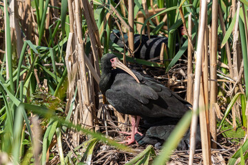 Photograph of a Bare-faced ibis, found in Canoas, Rio Grande do Sul, Brazil.