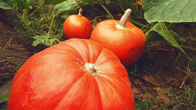 Three orange pumpkins in a vegetable garden with tops. The concept of preparation for the Halloween holidays. Stock video in full HD.