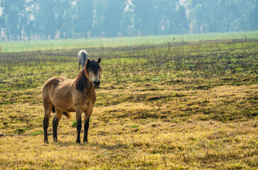 young brown horse grazing in the Drakensberg valley, South Africa