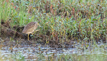 American Bittern in Black River marshes, scratching