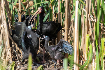 Photograph of a Bare-faced ibis, found in Canoas, Rio Grande do Sul, Brazil.