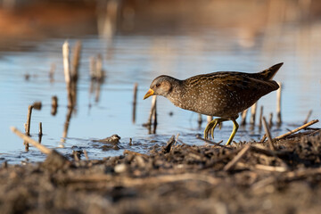 Spotted Crake - Porzana porzana - at the wetland, Marche, Italy