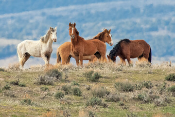A Group of Four Wild Mustangs Standing in the Colorado High Desert.