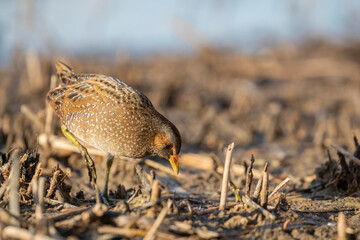 Spotted Crake - Porzana porzana - at the wetland, Marche, Italy