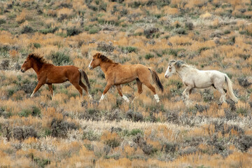 Three Wild Mustangs Walking Together in the Colorado High Desert