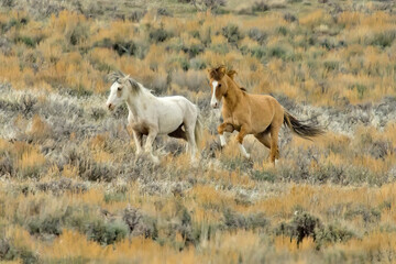 A pair of wild mustangs running together in the Colorado high desert.