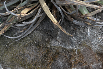 Lizard camouflaging itself on top of a rock