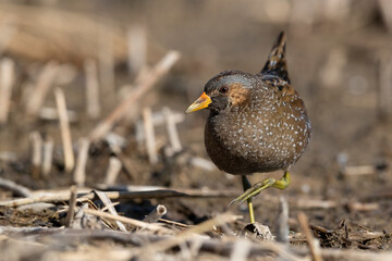 Spotted Crake - Porzana porzana - at the wetland, Marche, Italy