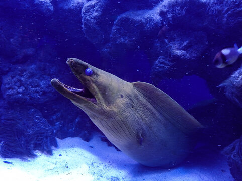 closeup of Murena. Mooray Eel