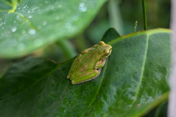 Sardinian frog of green and yellow colors on green leaf