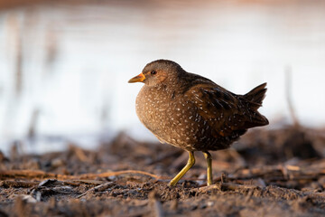 Spotted Crake - Porzana porzana - at the wetland, Marche, Italy