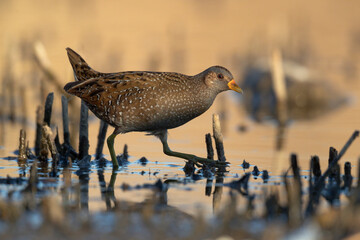 Spotted Crake - Porzana porzana - at the wetland, Marche, Italy