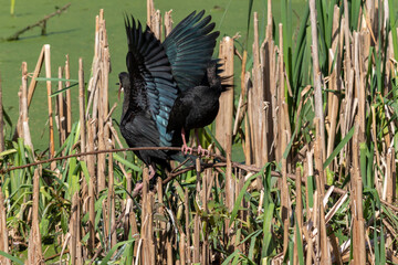 Photograph of a Bare-faced ibis, found in Canoas, Rio Grande do Sul, Brazil.	
