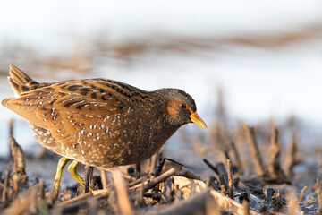 Spotted Crake - Porzana porzana - at the wetland, Marche, Italy