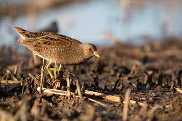 Spotted Crake - Porzana porzana - at the wetland, Marche, Italy