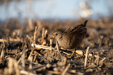 Spotted Crake - Porzana porzana - at the wetland, Marche, Italy