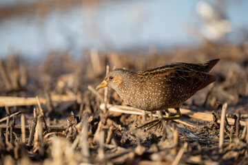 Spotted Crake - Porzana porzana - at the wetland, Marche, Italy