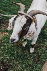 white billy goat with beard, horn, brown marks on tied up on grass