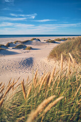 Fototapeta na wymiar Beach Gras and Dunes at the north sea in Denmark. High quality photo