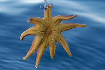 Starfish caught in deep sea fishing as accidental side catch in the Artic Ocean off the coast of Northern Norway.
