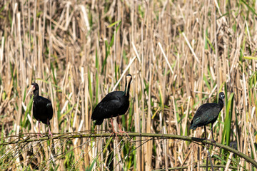 Photograph of a Bare-faced ibis, found in Canoas, Rio Grande do Sul, Brazil.	