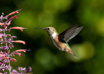 hummingbird in flight