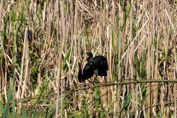 Photograph of a Bare-faced ibis, found in Canoas, Rio Grande do Sul, Brazil.